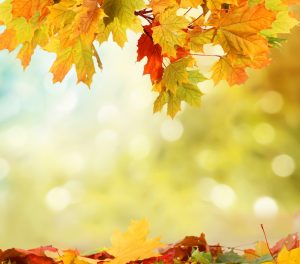 leaves-autumn-fall-seaon